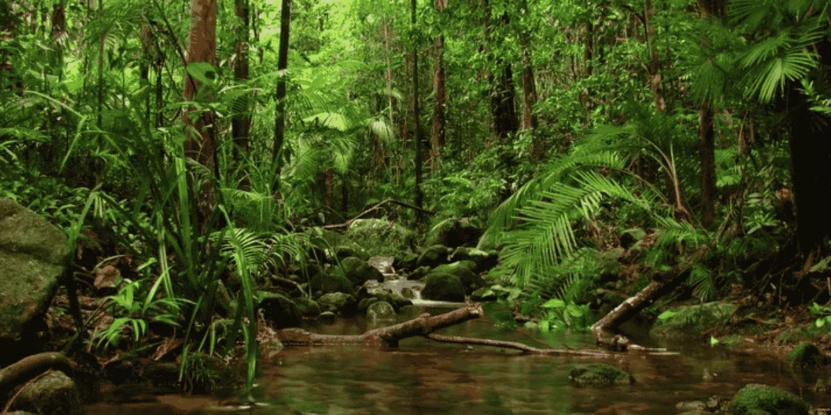 Sinharaja Rainforest in Sri Lanka — a UNESCO World Heritage Site and biodiversity hotspot in the southern lowlands