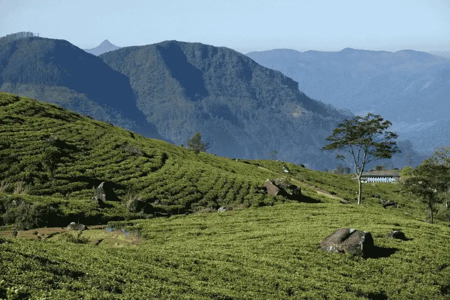Sri Lanka tea plantations in Nuwara Eliya — Ceylon tea is central to Sri Lanka's street food and café culture