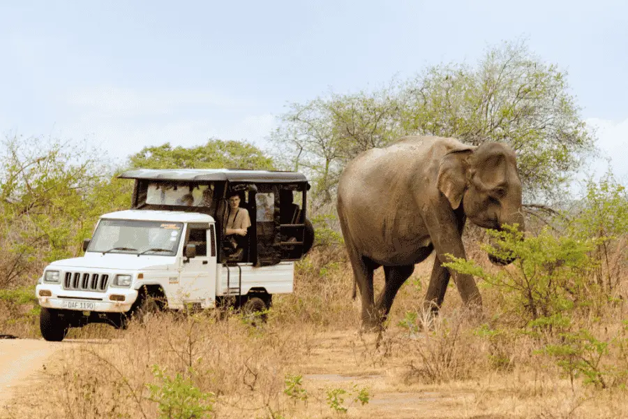 Wild elephants on safari in Udawalawe National Park — herds roaming open grasslands in southern Sri Lanka