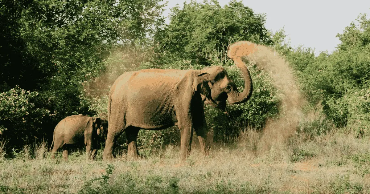 Udawalawe Travel Guide — Wild Elephants, Open Plains & Sri Lanka's Southern Safari