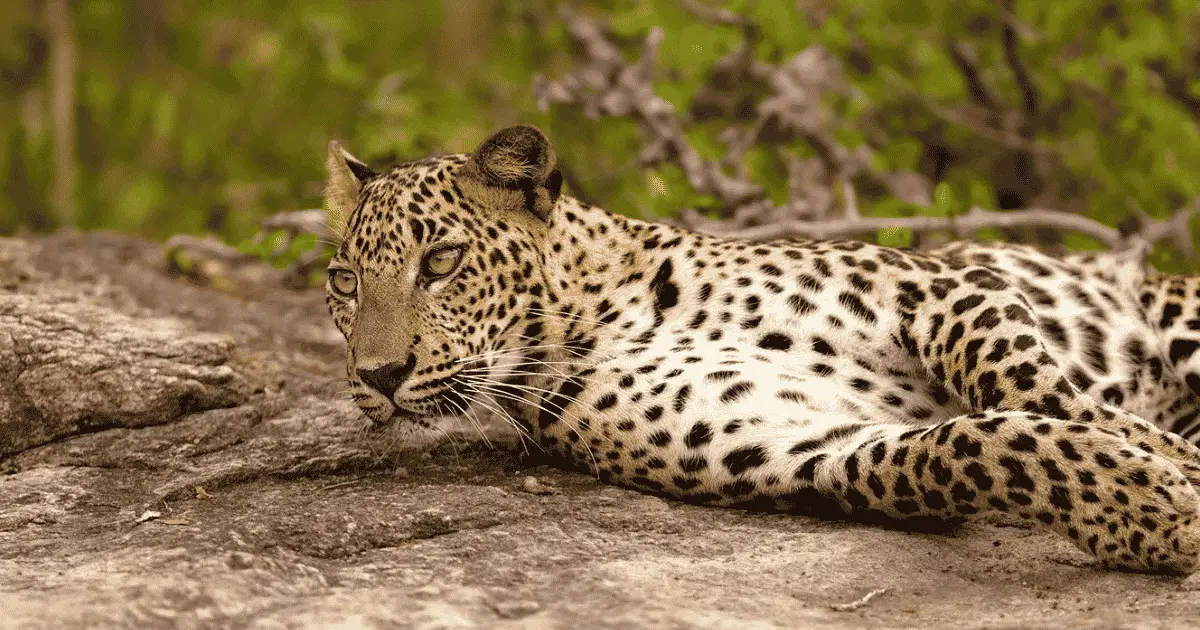 Wilpattu & Kalpitiya Travel Guide — Leopards, Lagoons, Kite Surfing & Sri Lanka's Quiet Northwestern Coast