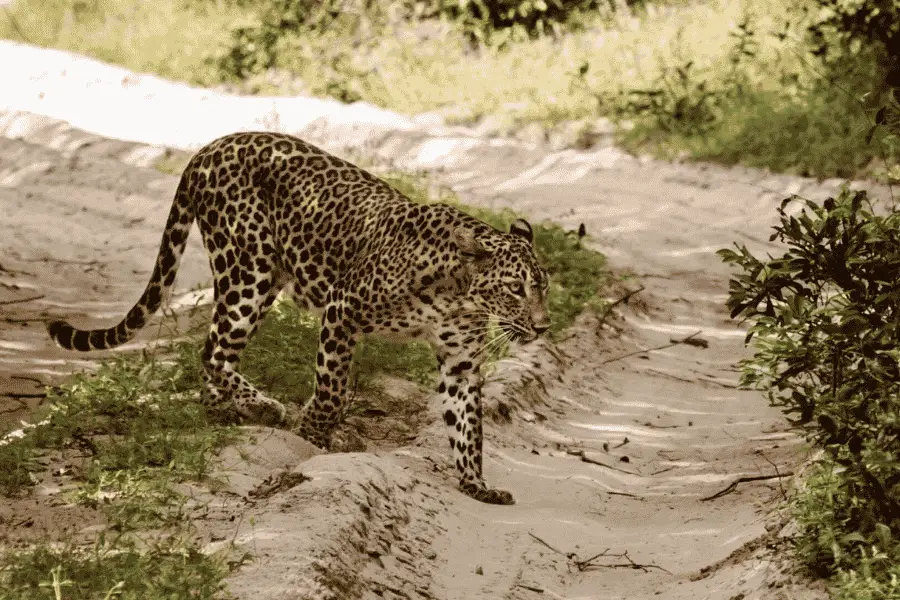 Wilpattu National Park Sri Lanka — leopard spotted near villus lake in dense dry-zone forest wilderness