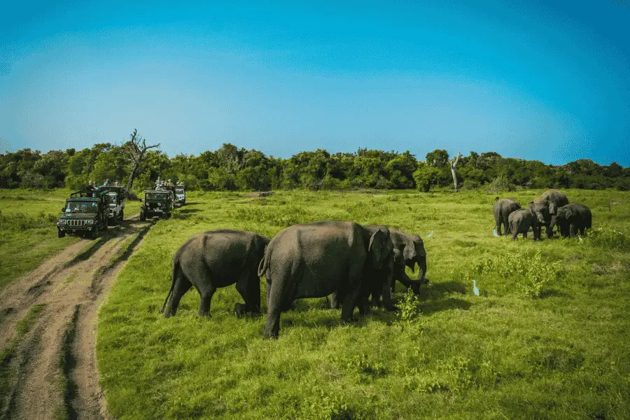 Minneriya National Park safari — wild elephants gathering around the ancient reservoir during Sri Lanka's dry season