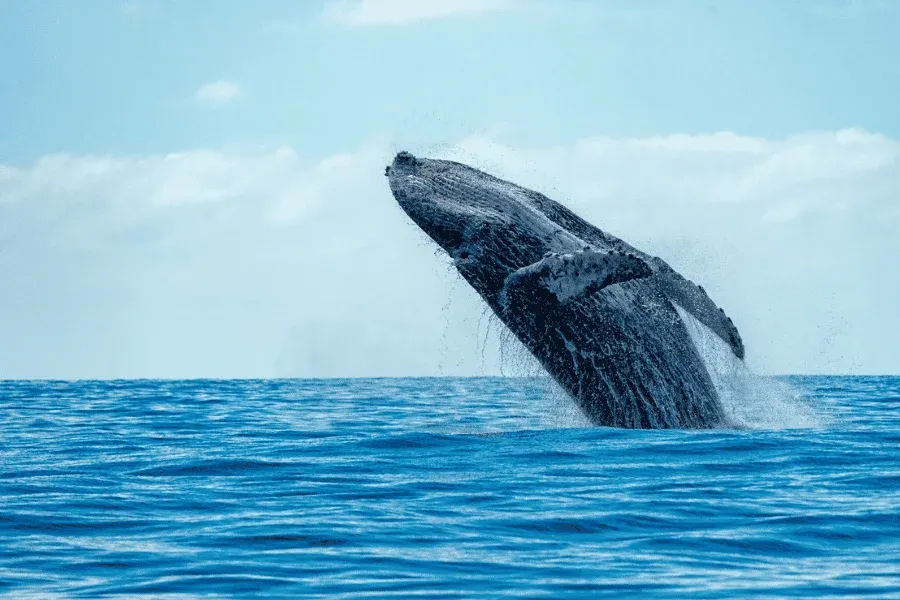 Whale watching off the South Coast of Sri Lanka in January