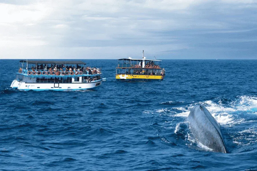 Whale watching boats off Mirissa as Sri Lanka's South Coast season returns in November